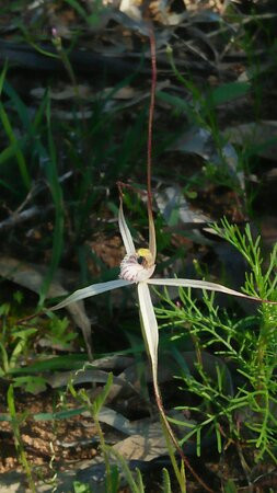 Christmas Rock Walk Trail-Wongan Hills必去景点