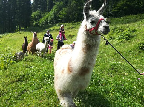 Jodlerhof-Schwendt必去景点