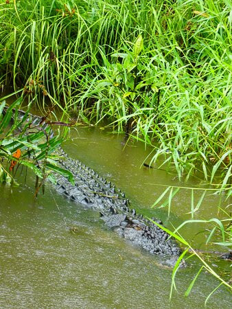 Daintree River Cruise Centre-Daintree必去景点