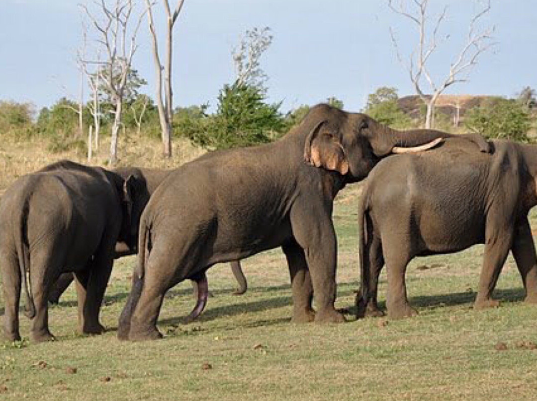 Riu Lanka Tours & Travels-亚洪加拉必去景点