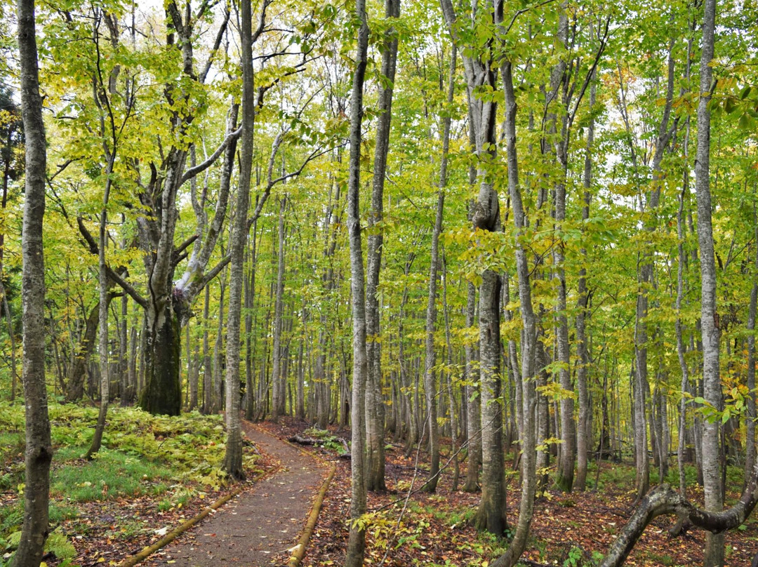 Dakedai Nature Observation Woods景点图片