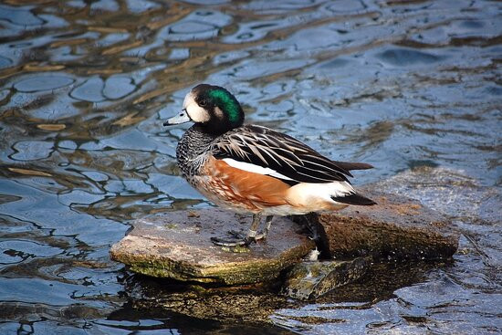 David Traylor Zoo of Emporia-恩波里亚必去景点