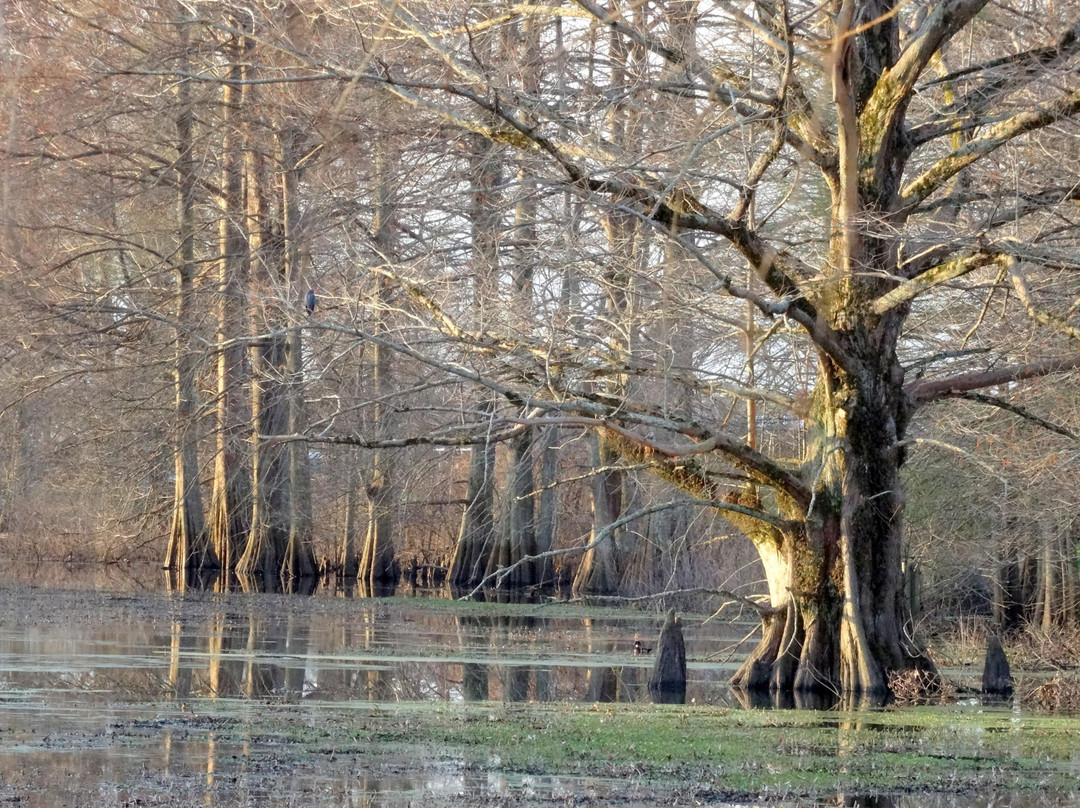 Tallulah旅游攻略图片
