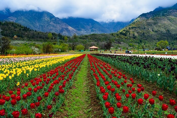 Indira Gandhi Tulip Garden景点图片