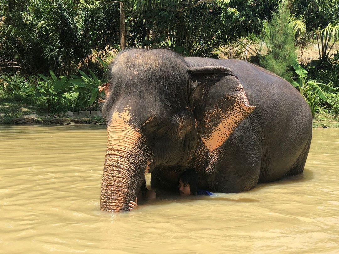 Elephant Sanctuary Kathu Phuket景点图片