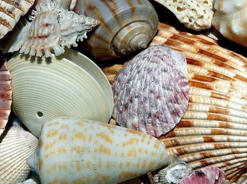 Sanibel Island Dolphin Tours-萨尼贝尔岛必去景点