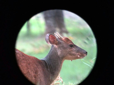 Monteverde Wildlife  Tour-圣埃伦娜必去景点