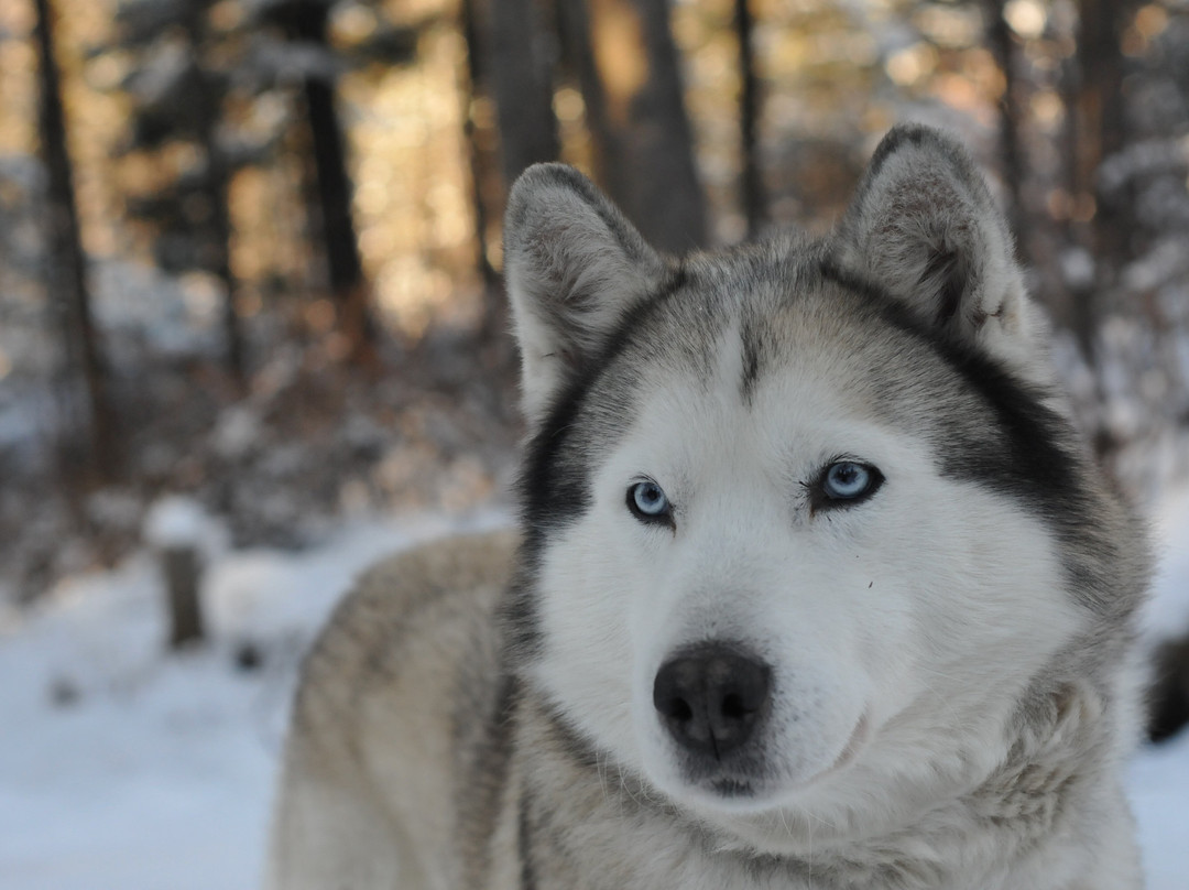Alaskan Adventure Dog Sledding-Arundel必去景点