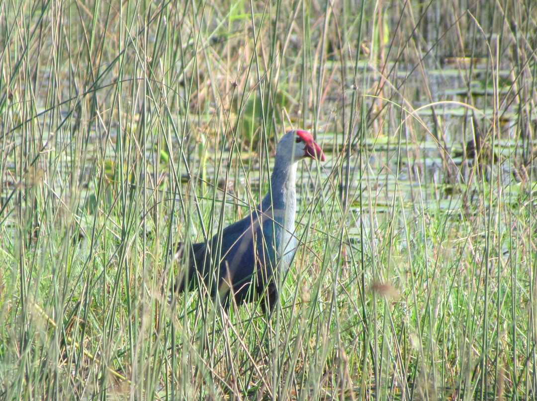 Pulicat Bird Sanctuary景点图片