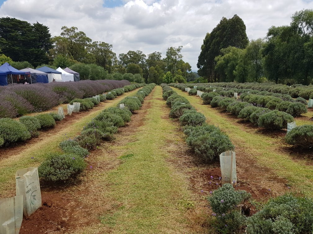 Warratina Lavender Farm-Wandin North必去景点