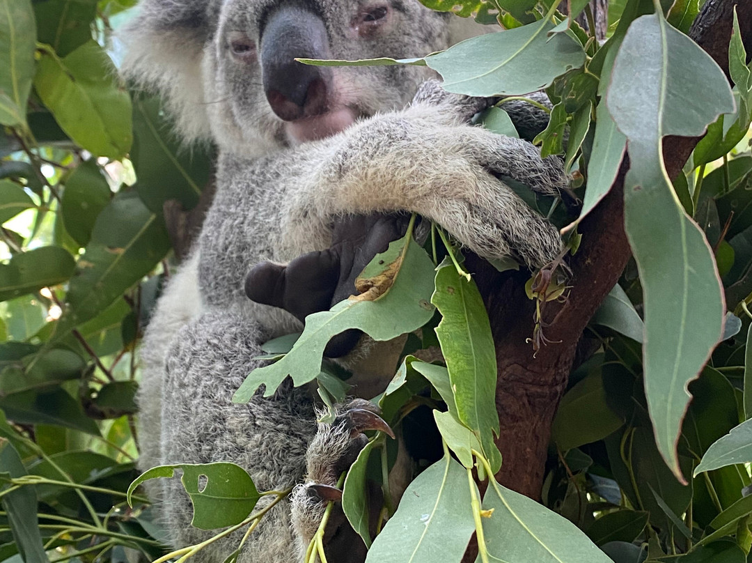 可伦宾野生动物园-可伦宾必去景点