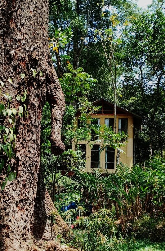 Jungle Jive Tree House Munnar主图