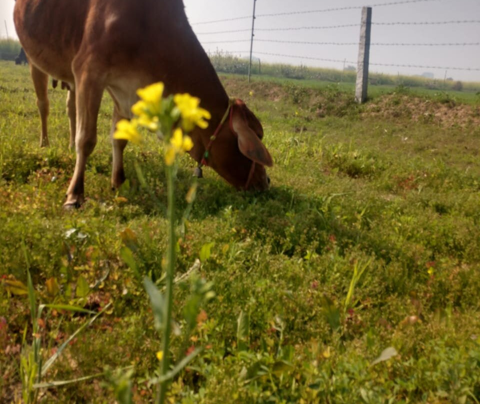 Gosakhi Ashhram-Dholpur必去景点