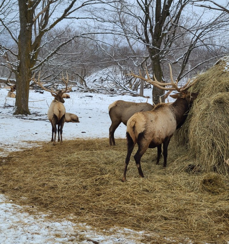 Gaylord's City Elk Park景点图片