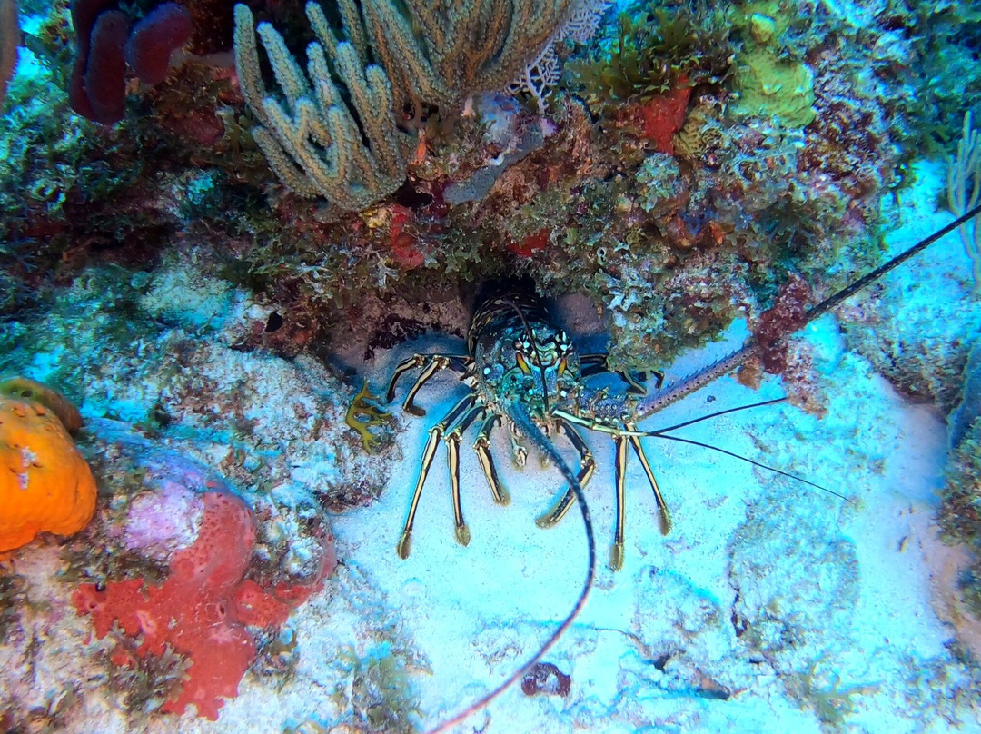 Antigua Scuba School-Jolly Harbour必去景点