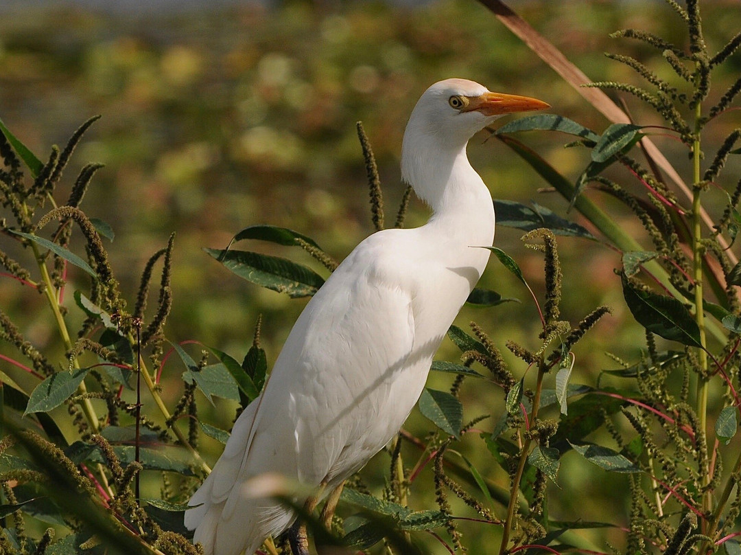 Blue Heron Water reclamation district景点图片