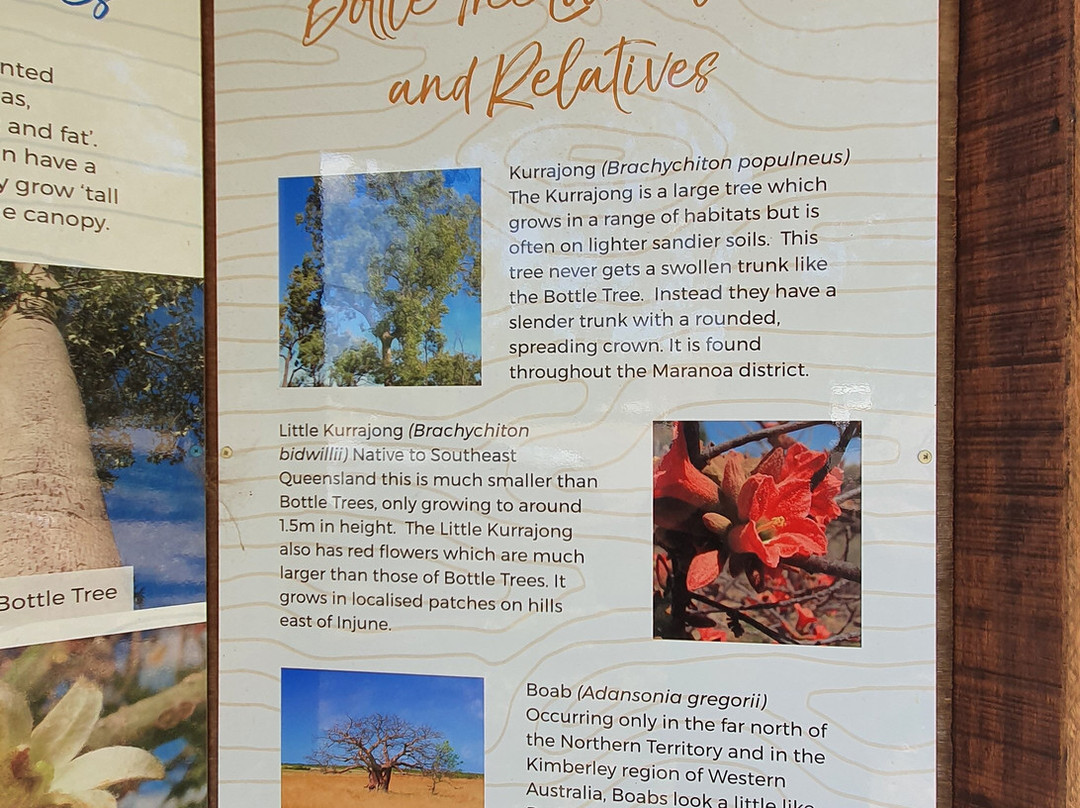 Roma's Biggest Bottle Tree-Roma必去景点