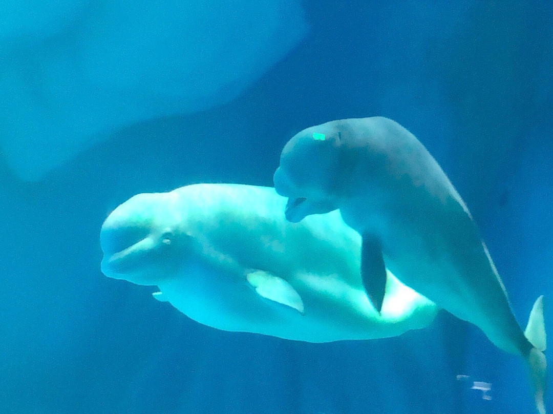 上海海昌海洋公园-上海市必去景点