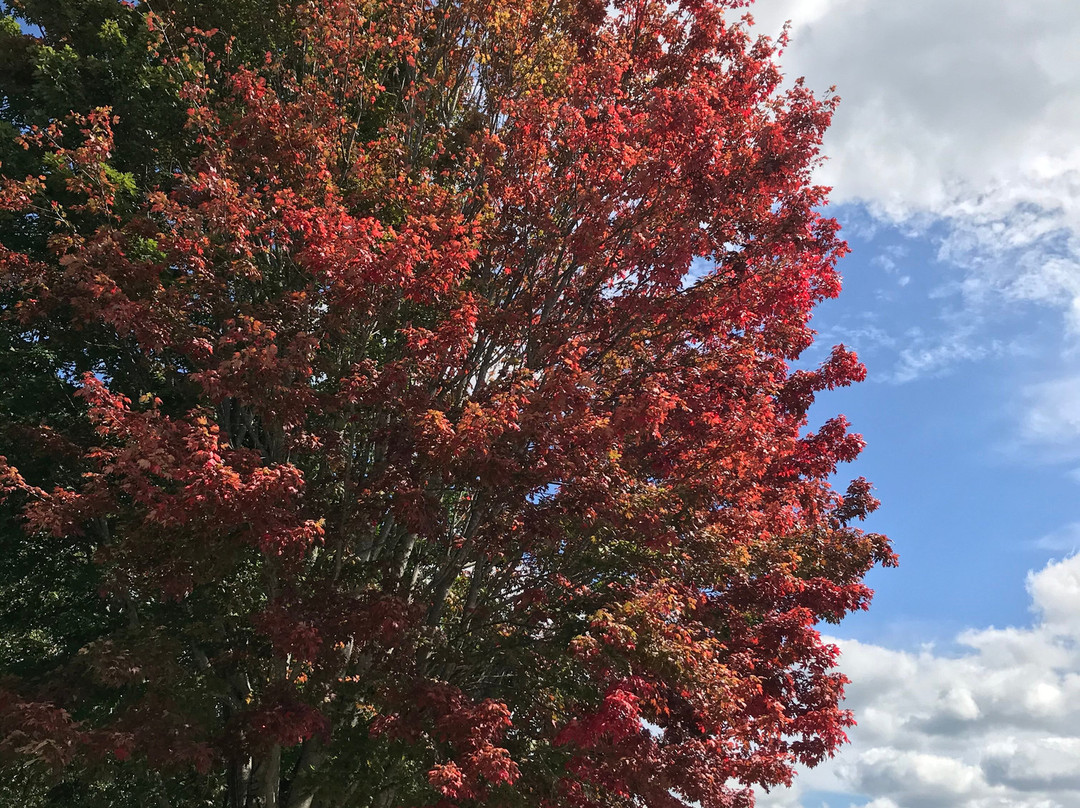 Kingwood Resort主图