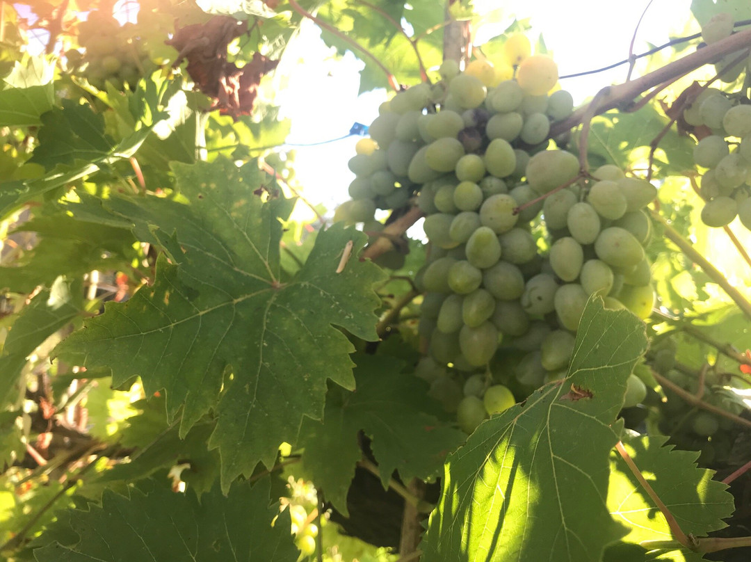 Il Podere La Casina主图