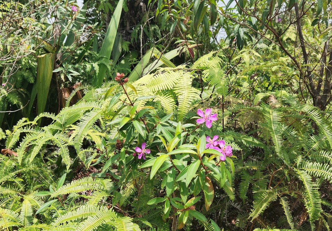 Shah Alam Community Forest景点图片