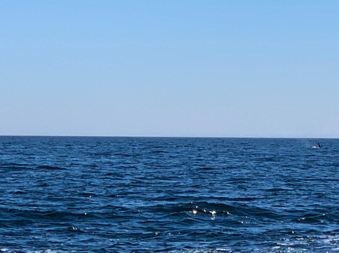 Ocean EcoVentures Whale Watching-Cowichan Bay必去景点