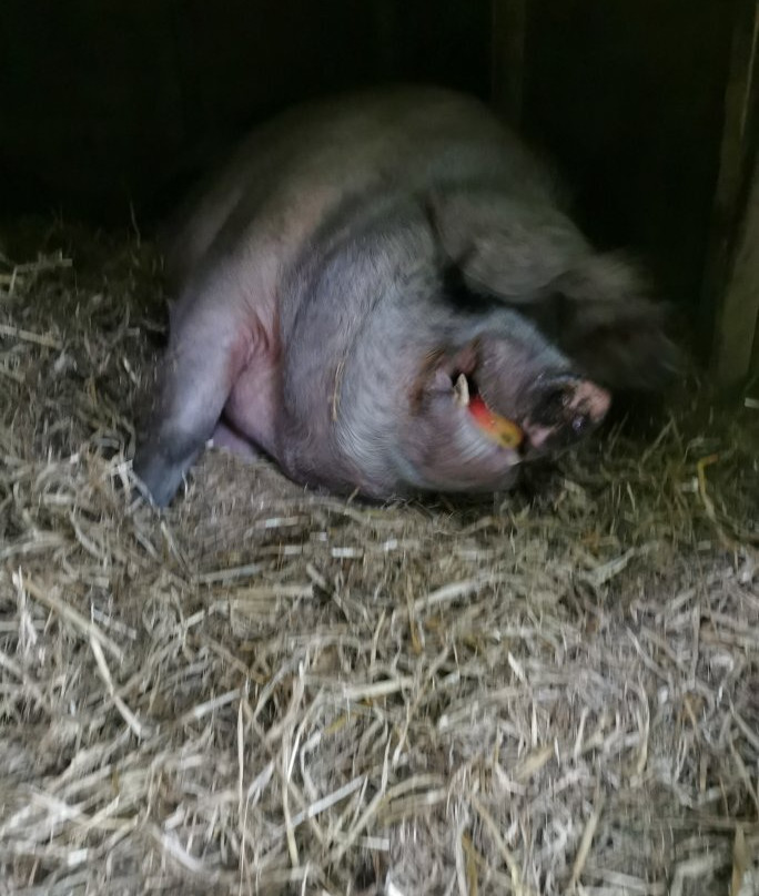 Pigs In The Wood景点图片