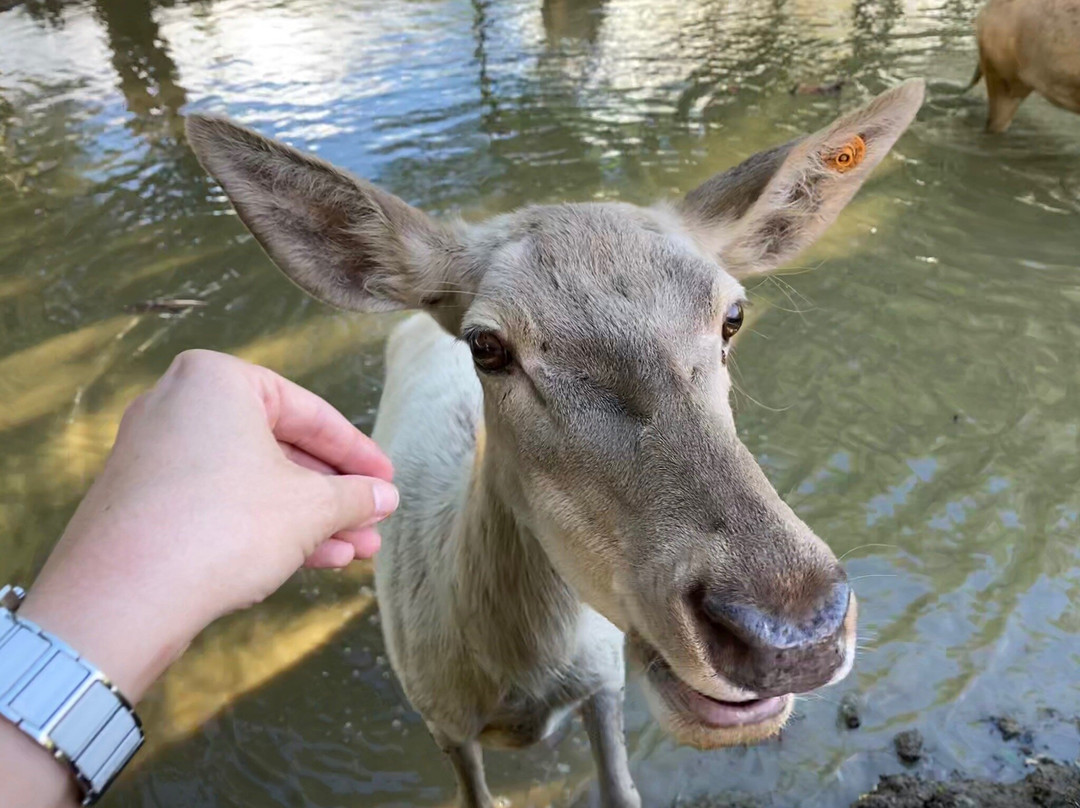 Bőszénfa Deer Farm - Petting Zoo景点图片