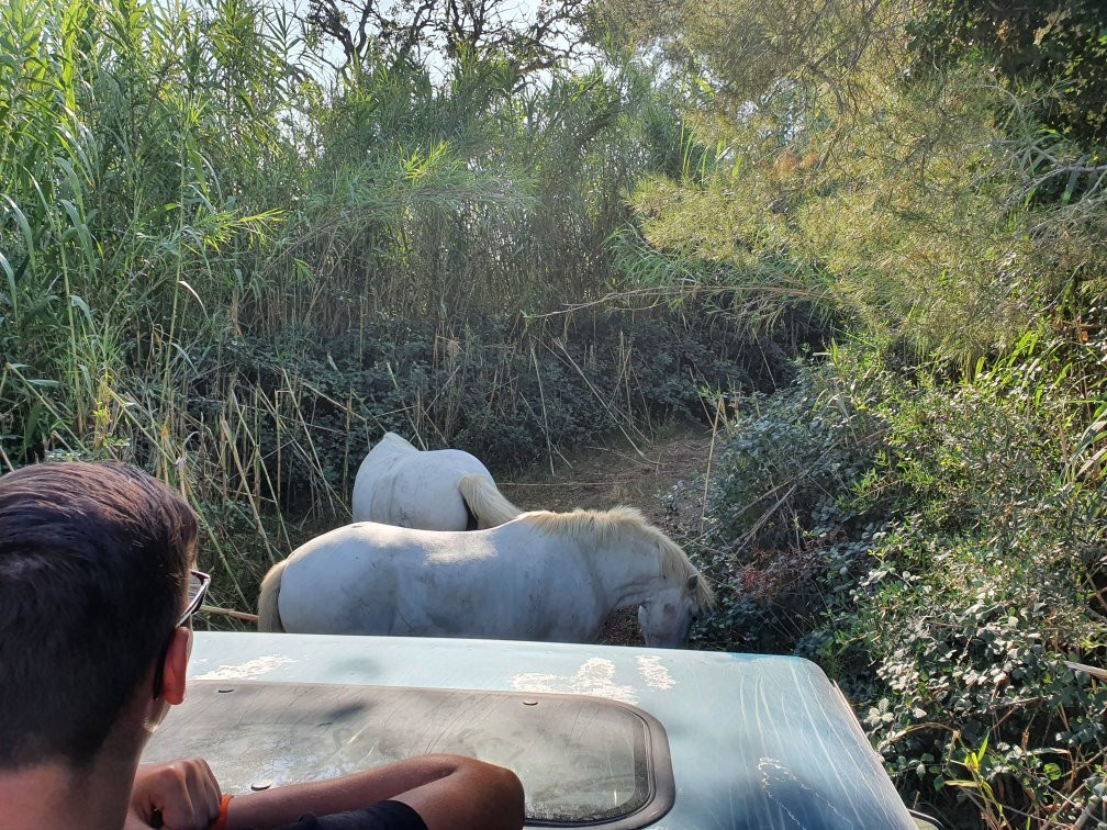 Camargue Decouverte-艾格莫尔特必去景点
