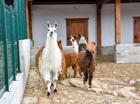 Winery Chukara-Tryavna必去景点