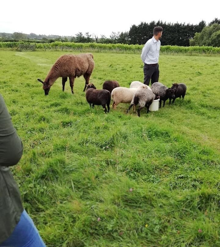 Glyndwr Vineyard主图