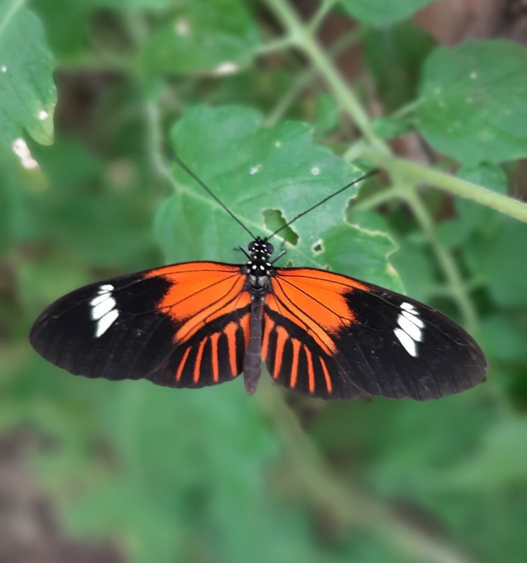 Motylarnia W Ulinie景点图片