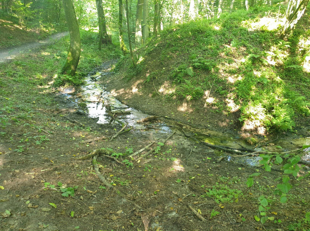 Rezerwat przyrody Źródła Rzeki Łyny景点图片