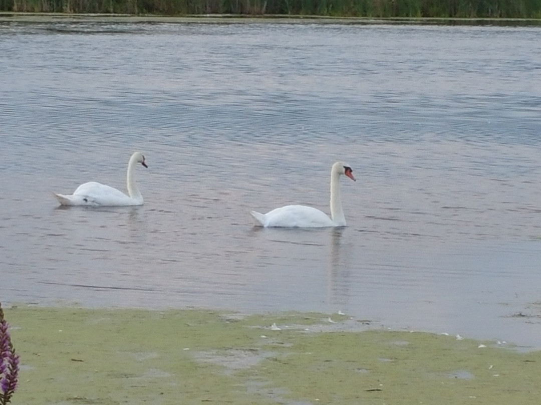 South Cape May Meadows景点图片