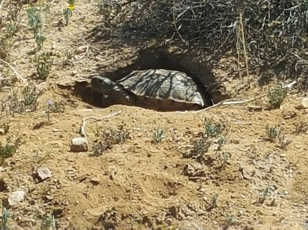 Desert Tortoise Natural Area-California City必去景点