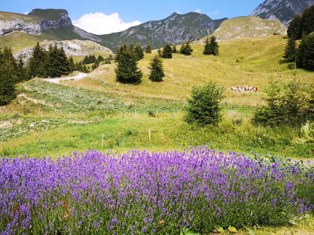 Le Bouchet-Mont-Charvin旅游攻略图片