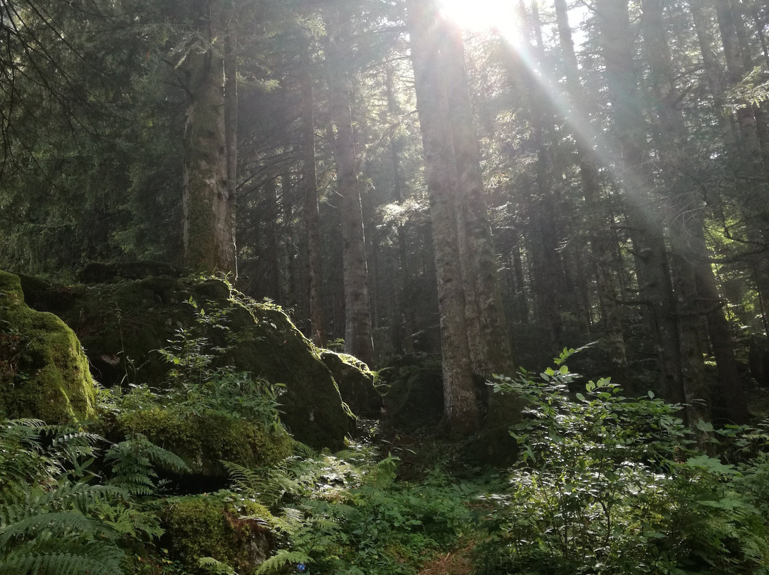 Foresta Bagni Masino景点图片
