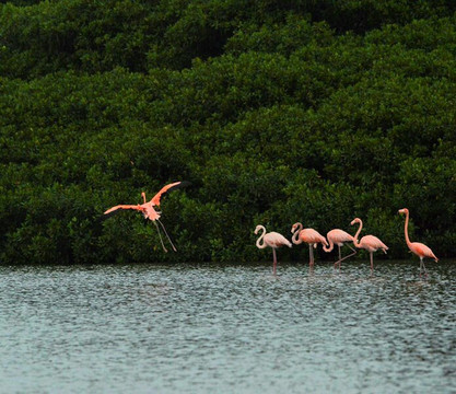 Avifauna Tours-西班牙港必去景点
