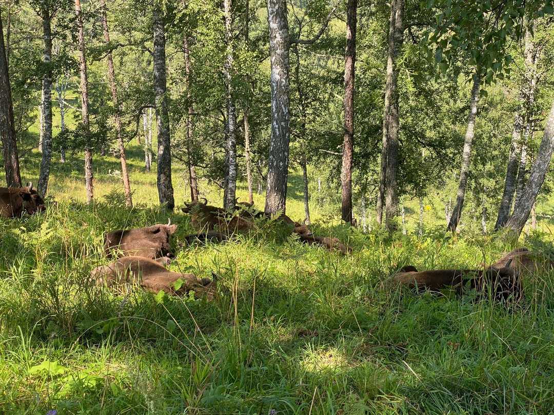 Bison Sanctuary景点图片