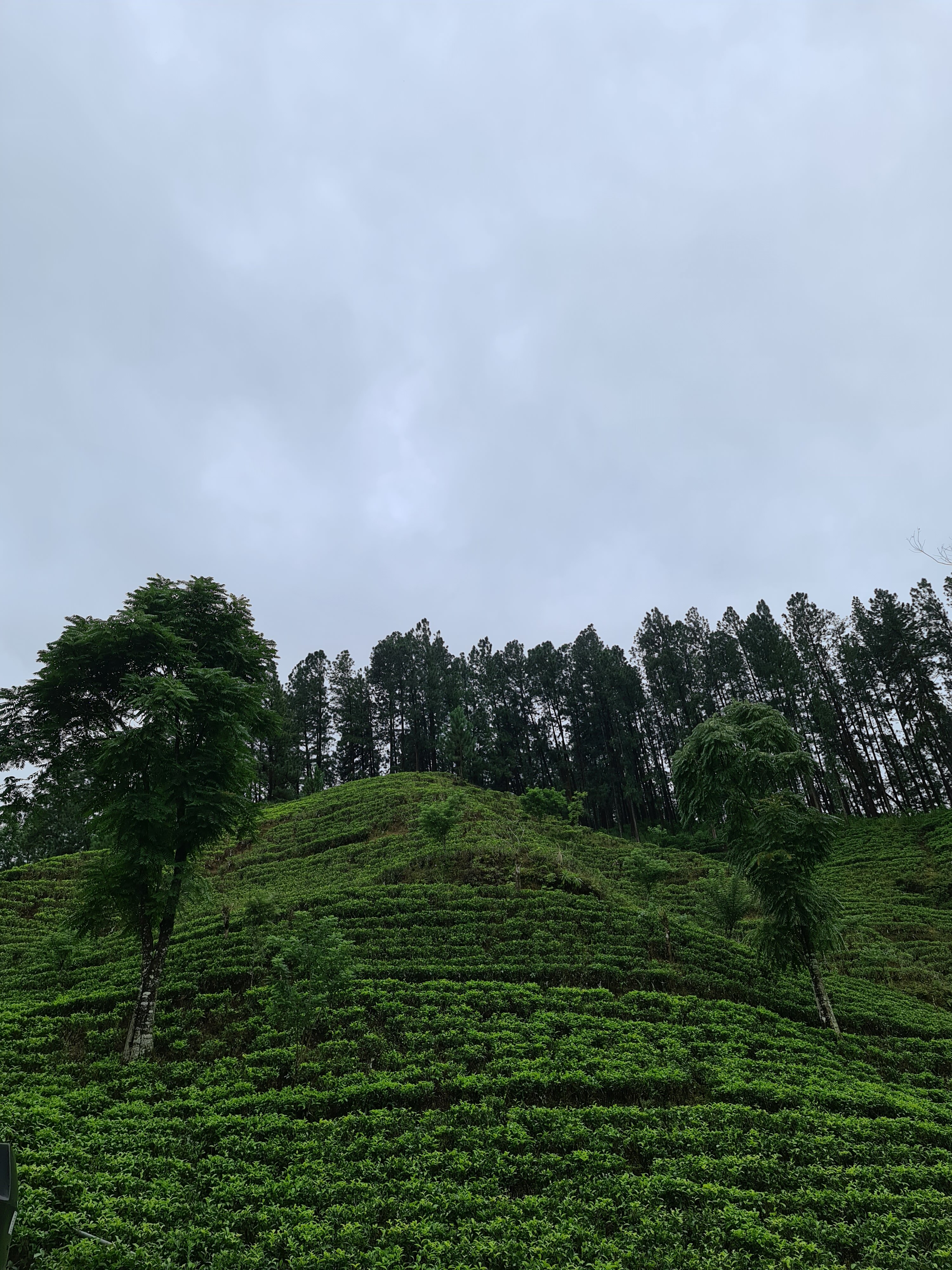 Trinitons Tea View Lake Resort-浴室
