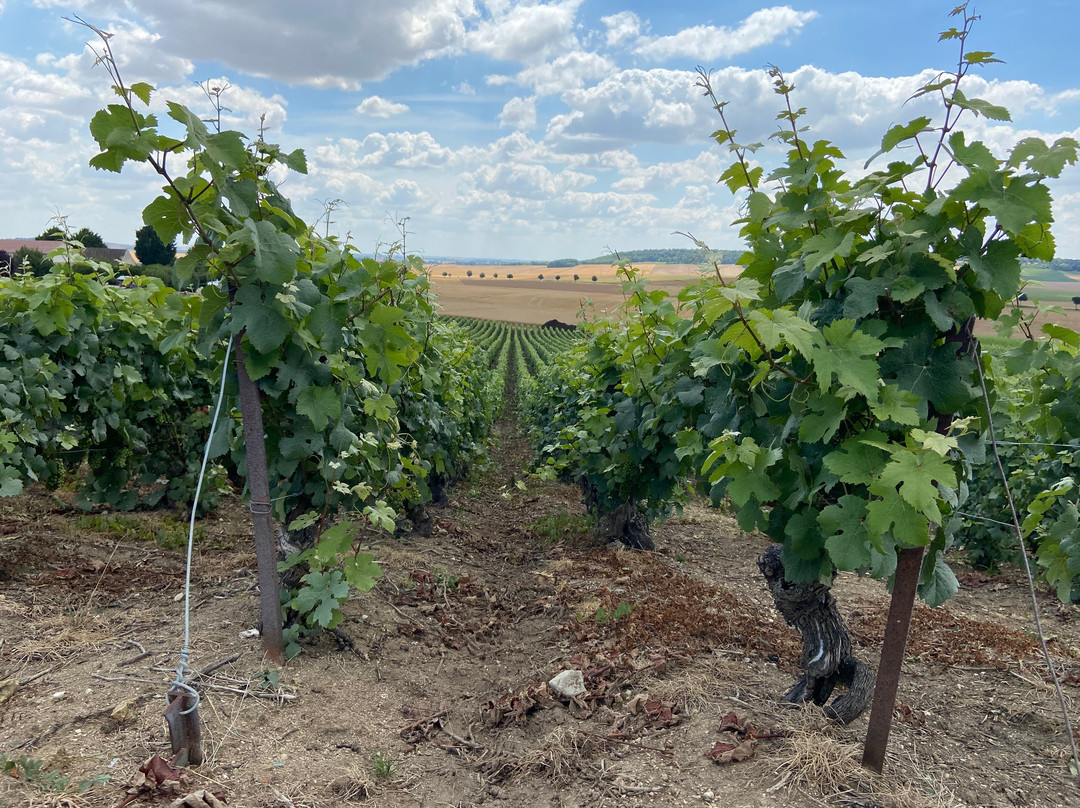 Les Sensations Vigneronnes景点图片