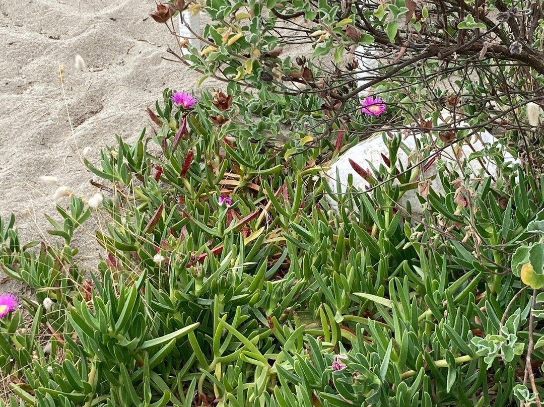 Bagno Le Dune del Forte-福尔泰德伊马尔米必去景点
