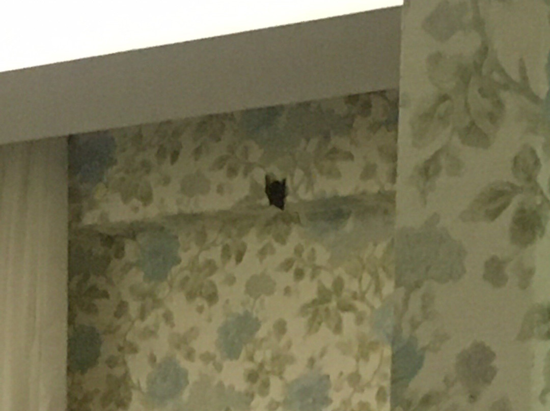 My Green Boutique Hotel主图