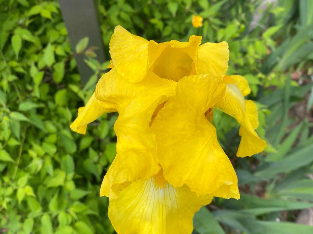 Yasaka Shrine-日野市必去景点