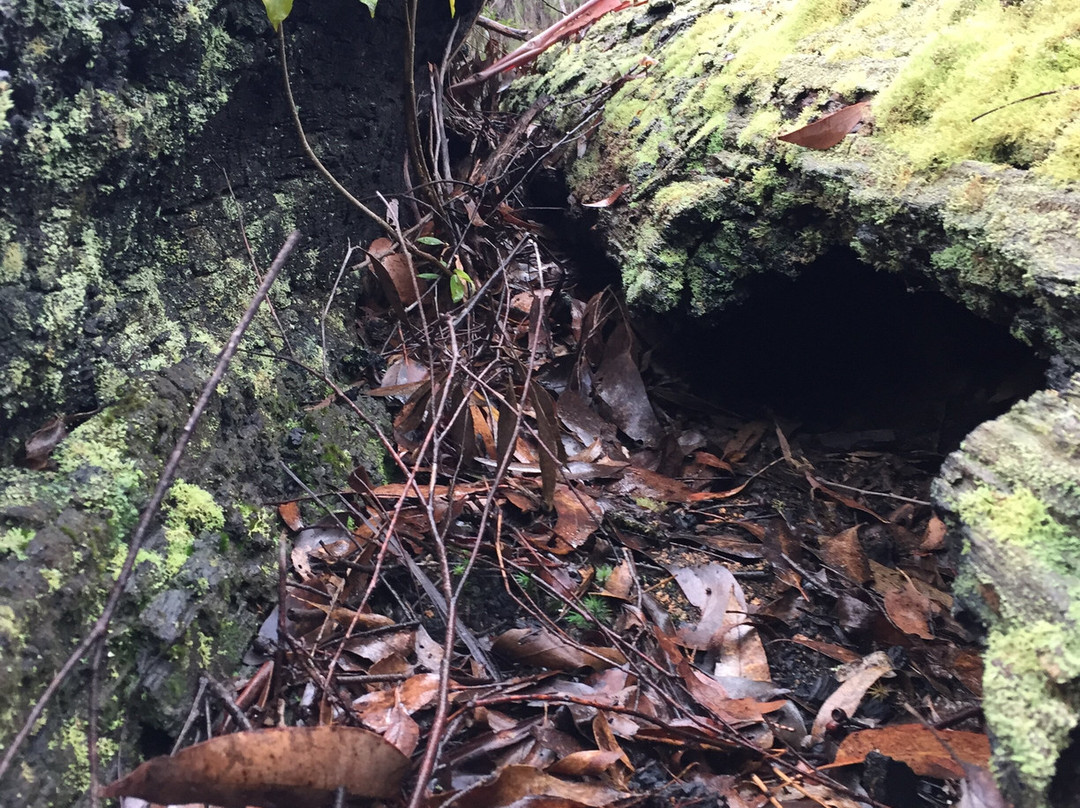 Youngs Creek Falls-Orbost必去景点