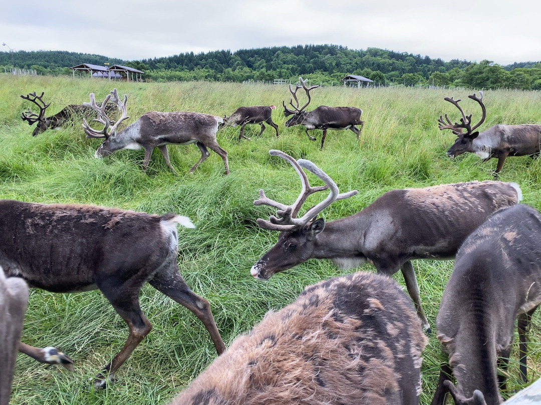 Reindeer Ranch-幌延町必去景点