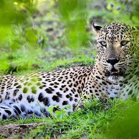 Wego Srilanka Taxi & Tours-蒂瑟默哈拉默必去景点