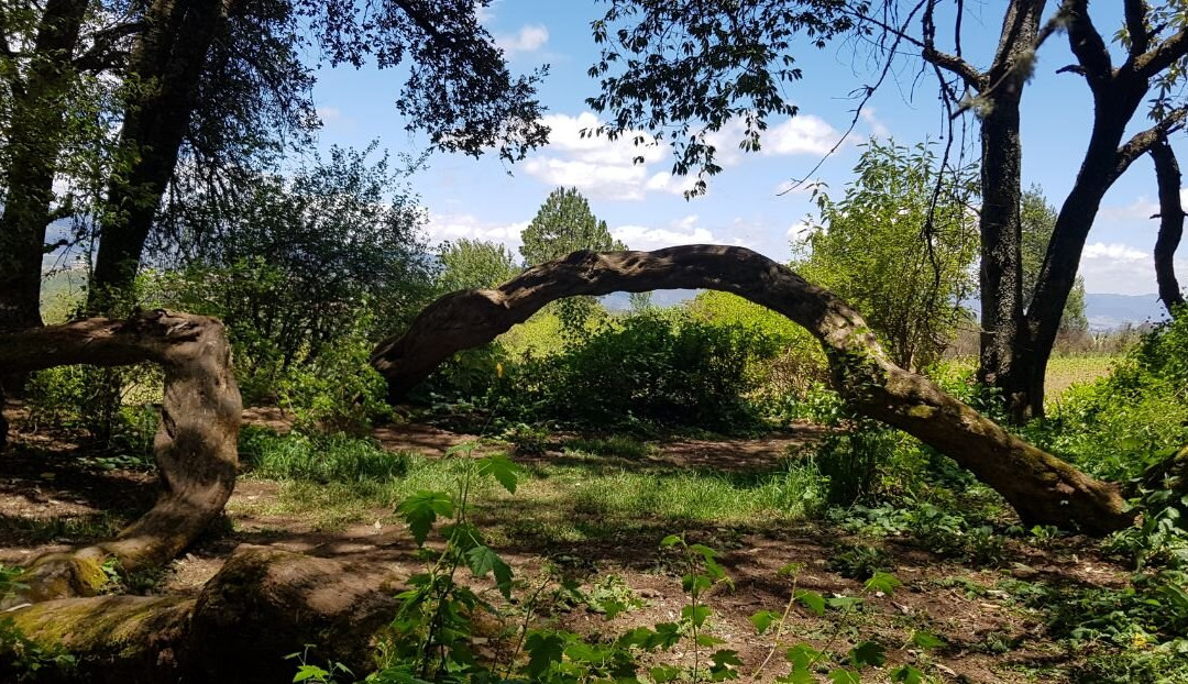 Cabanas El Refugio主图