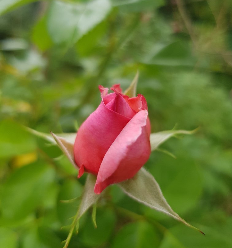 Le Jardin de Boissonna景点图片