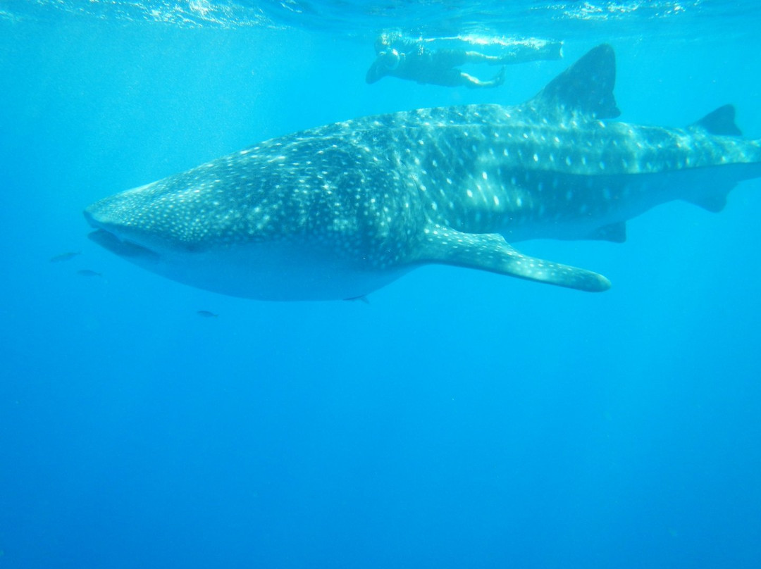 Ningaloo Marine Park-珊瑚湾必去景点
